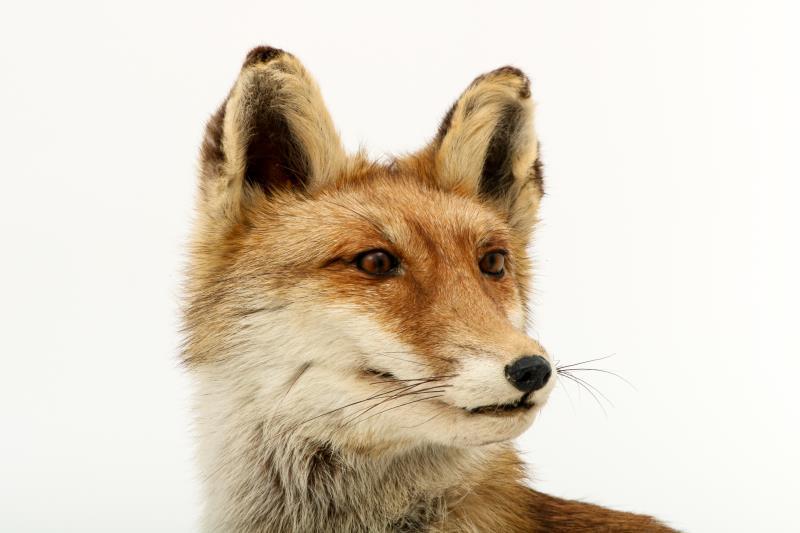 Een opgezette vos (Vulpes vulpes) op boomstronk. 