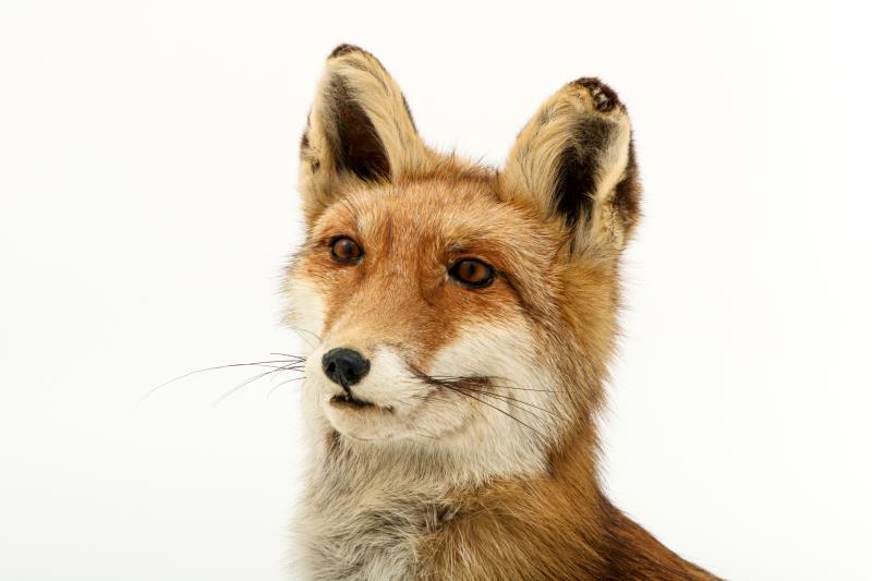 Een opgezette vos (Vulpes vulpes) op boomstronk. 