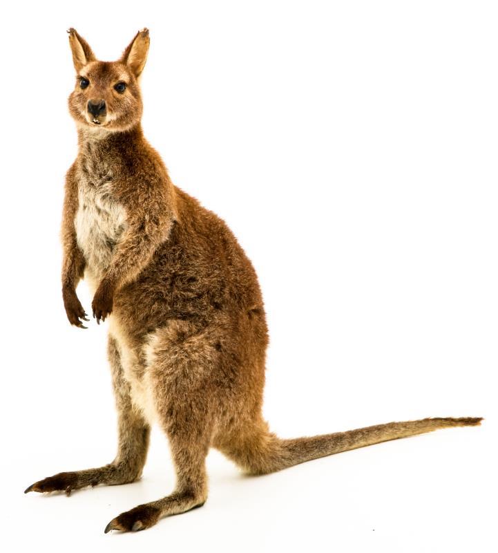 Een opgezette wallaby (Macropus (Notamacropus)). 