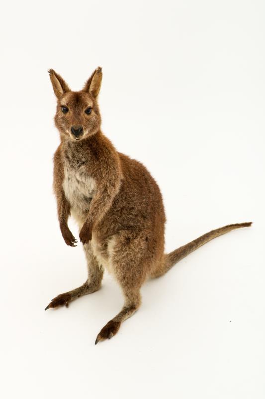 Een opgezette wallaby (Macropus (Notamacropus)). 