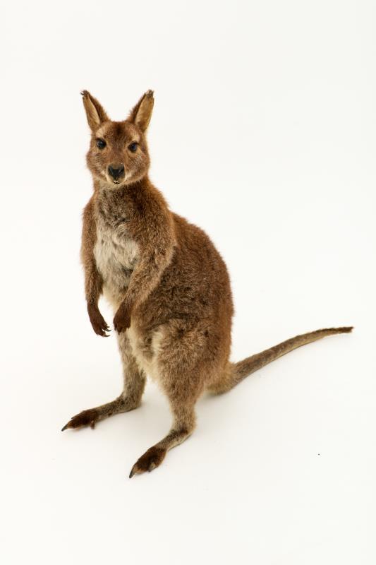 Een opgezette wallaby (Macropus (Notamacropus)). 