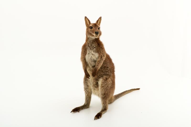 Een opgezette wallaby (Macropus (Notamacropus)). 