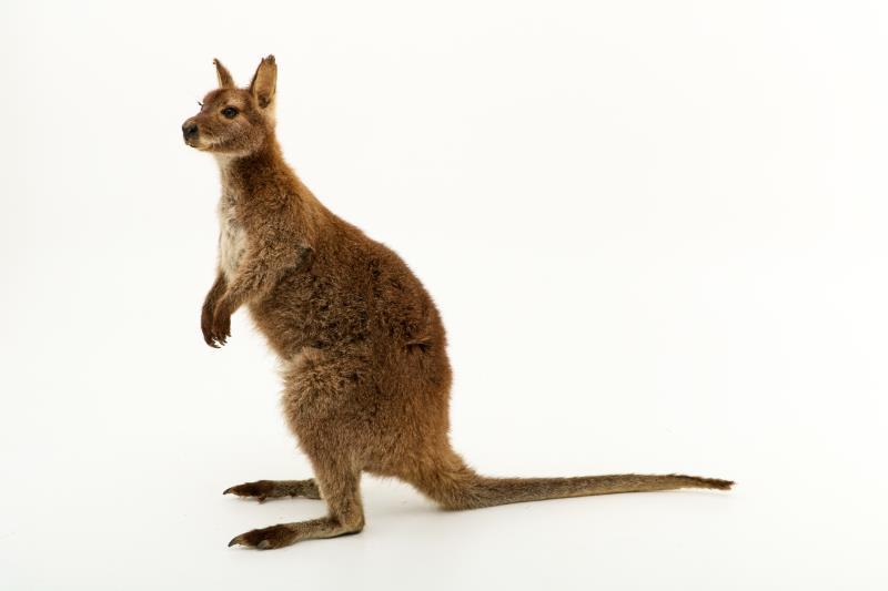 Een opgezette wallaby (Macropus (Notamacropus)). 