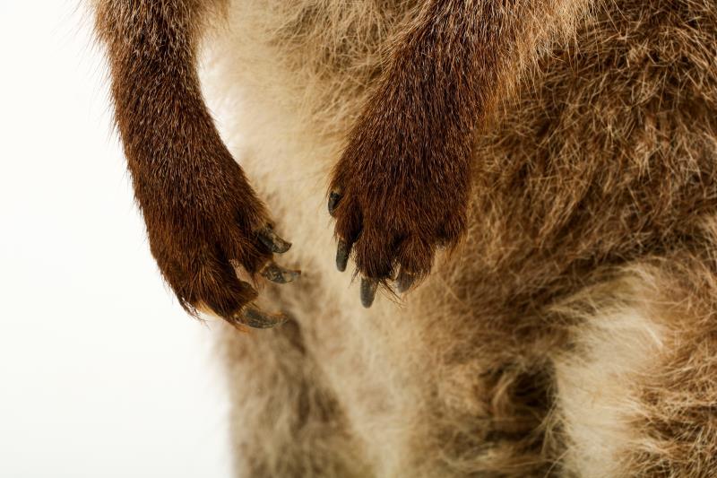 Een opgezette wallaby (Macropus (Notamacropus)). 