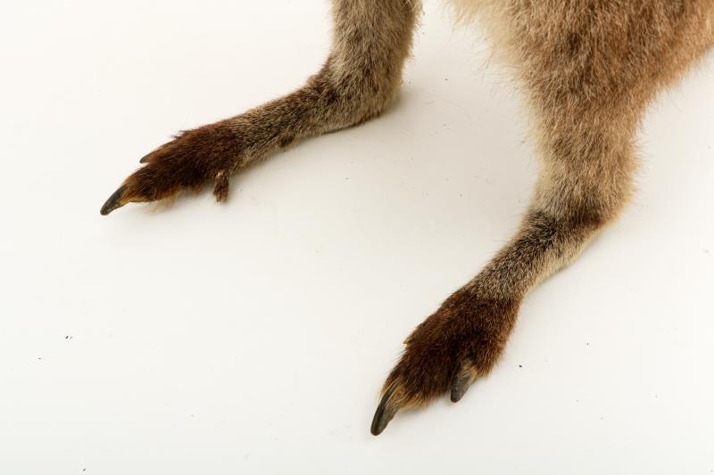 Een opgezette wallaby (Macropus (Notamacropus)). 