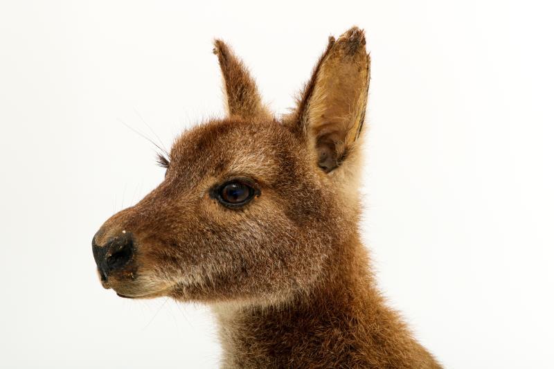 Een opgezette wallaby (Macropus (Notamacropus)). 