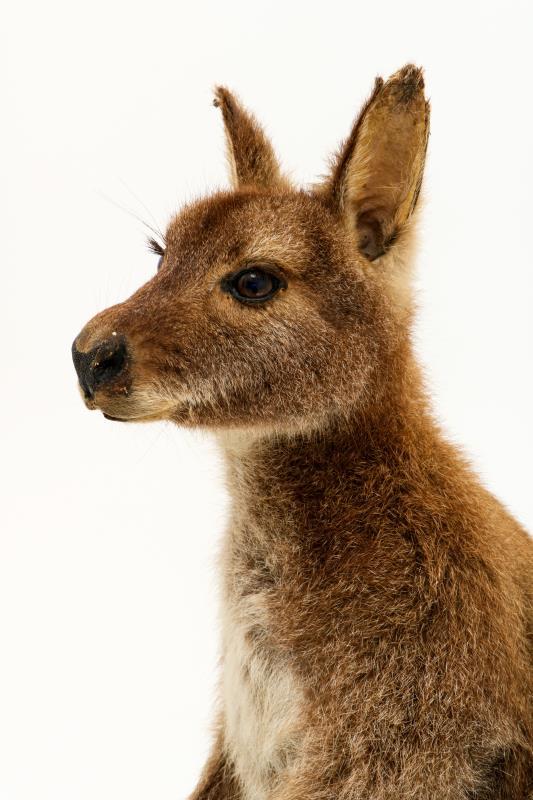 Een opgezette wallaby (Macropus (Notamacropus)). 