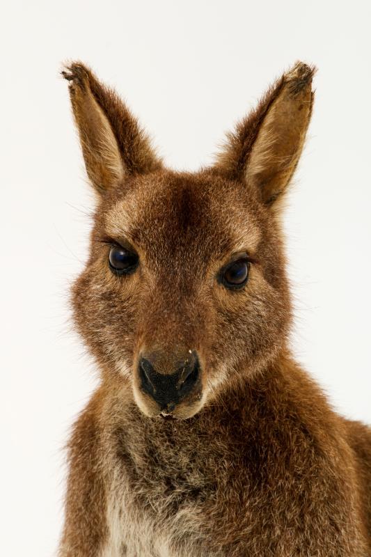 Een opgezette wallaby (Macropus (Notamacropus)). 