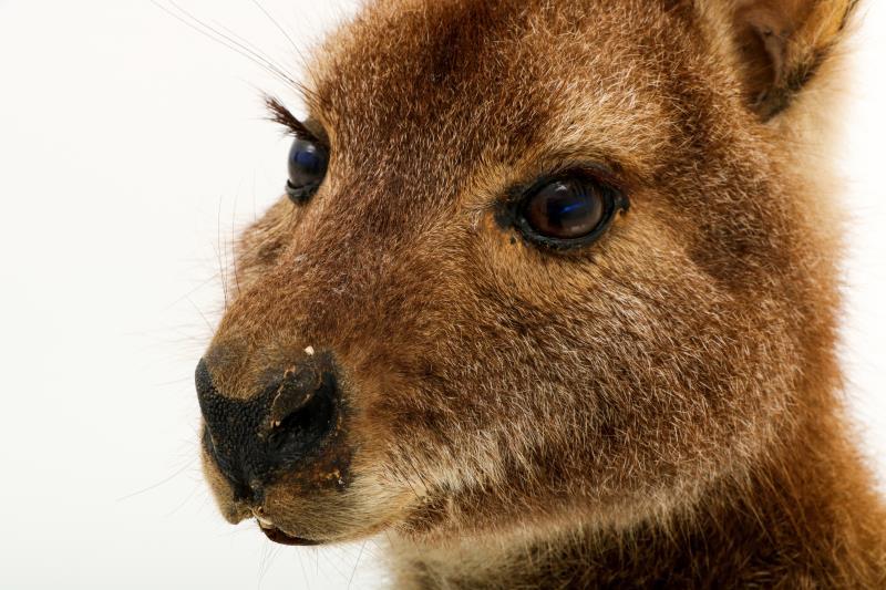 Een opgezette wallaby (Macropus (Notamacropus)). 