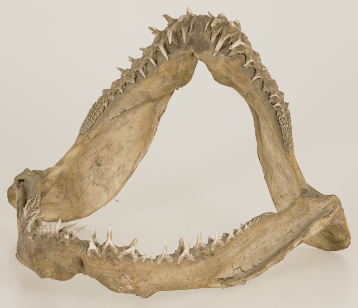 Een taxidermia Carcharhinus limbatus (Blacktip shark) jaw set, 20e eeuw.