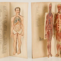 Dr. Esta - de Man en de Vrouw ( ca. 1900 )