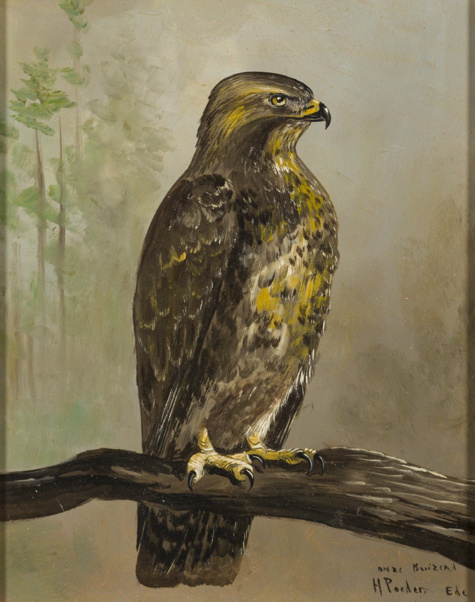 Henk Poeder (Geb. Ede, 1964),  Portret van een buizerd.