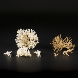 Een lot bestaande uit (3) diverse stukken koraal waaronder een paddenstoel-koraal (Fungia spinifer), 20e eeuw.