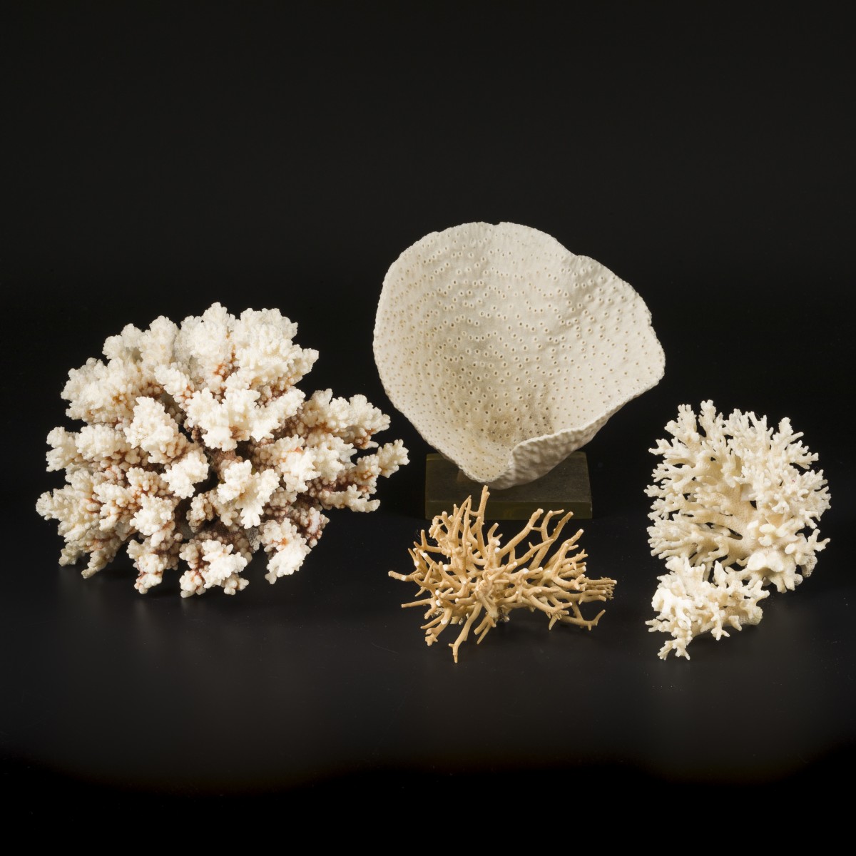Een lot bestaande uit (3) diverse stukken koraal waaronder een paddenstoel-koraal (Fungia spinifer), 20e eeuw.