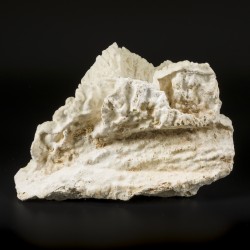 Een groot stuk versteend leer-koraal (Sarcophyton glaucum?), Filipijnen, mid. 20e eeuw.