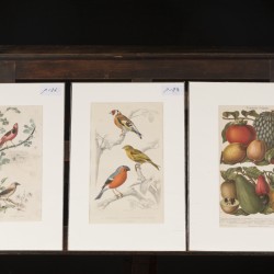 Joseph Meyer (1796-1856), Een lot bestaande uit (4) diverse prenten, voorstellende tropische vinken, slangen en tropisch fruit, afkomstig uit: Meyers Handbuch über das Weltall (Meyers Handbücher der großen Wissensgebiete / Literatur), 19e eeuw.