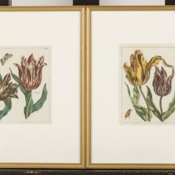 Een achttal prenten van Mylink (= Hendrik Leffert Mijling Amsterdam 1757 - 1821 Groningen) naar originelen van P.T. van Brussel (Polsbroek 1754 - 1795 Amsterdam), (handgekleurd) van bloemen en planten.