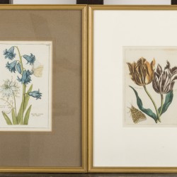 Een achttal prenten van Mylink (= Hendrik Leffert Mijling Amsterdam 1757 - 1821 Groningen) naar originelen van P.T. van Brussel (Polsbroek 1754 - 1795 Amsterdam), (handgekleurd) van bloemen en planten.