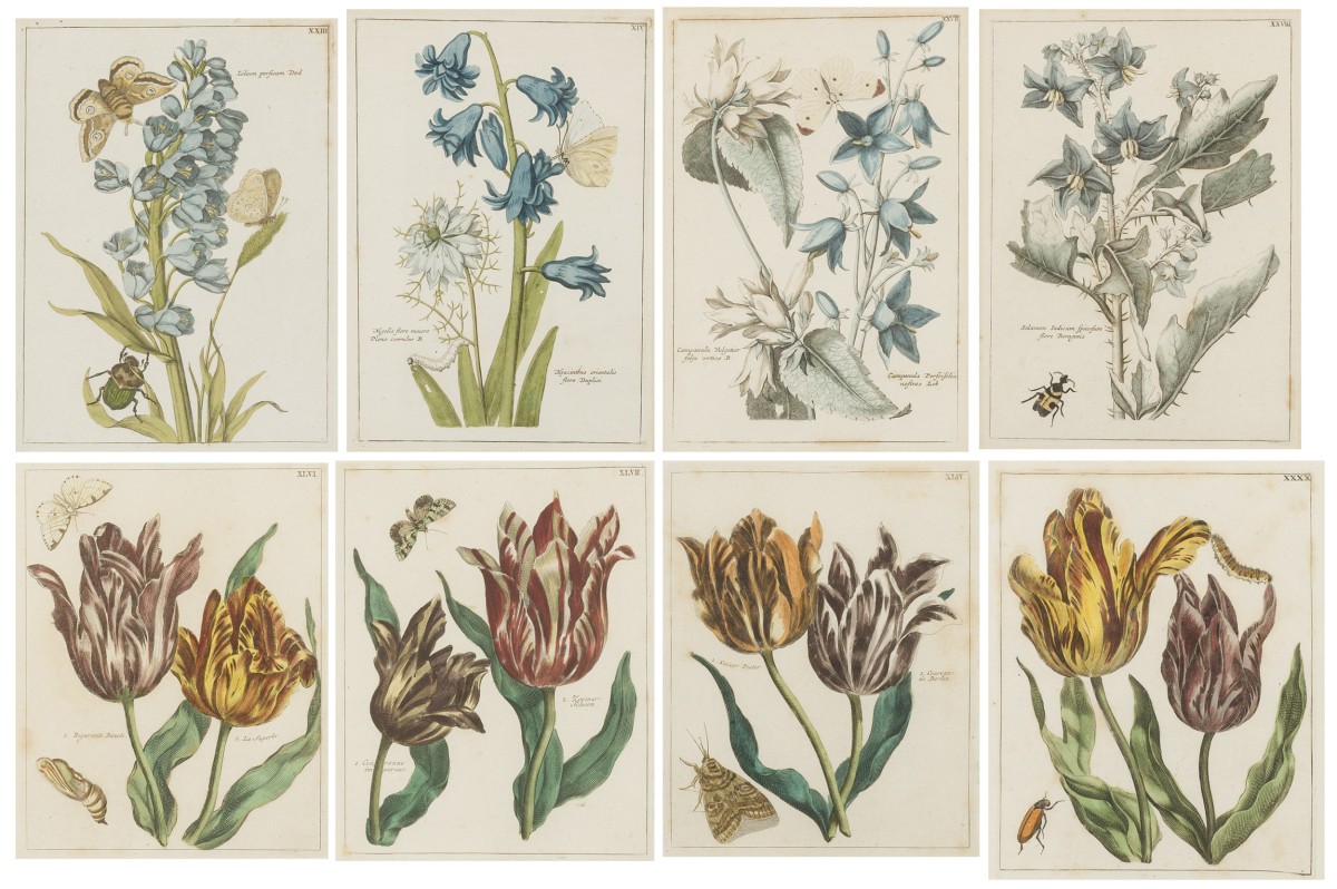 Een achttal prenten van Mylink (= Hendrik Leffert Mijling Amsterdam 1757 - 1821 Groningen) naar originelen van P.T. van Brussel (Polsbroek 1754 - 1795 Amsterdam), (handgekleurd) van bloemen en planten.