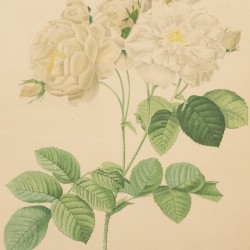 Franse School, een set van (4) lithografieën, voorstellende diverse rozen, 19e eeuw.