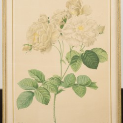 Franse School, een set van (4) lithografieën, voorstellende diverse rozen, 19e eeuw.