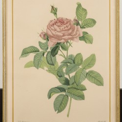 Franse School, een set van (4) lithografieën, voorstellende diverse rozen, 19e eeuw.