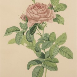 Franse School, een set van (4) lithografieën, voorstellende diverse rozen, 19e eeuw.