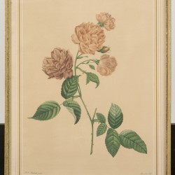 Franse School, een set van (4) lithografieën, voorstellende diverse rozen, 19e eeuw.