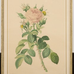 Franse School, een set van (4) lithografieën, voorstellende diverse rozen, 19e eeuw.