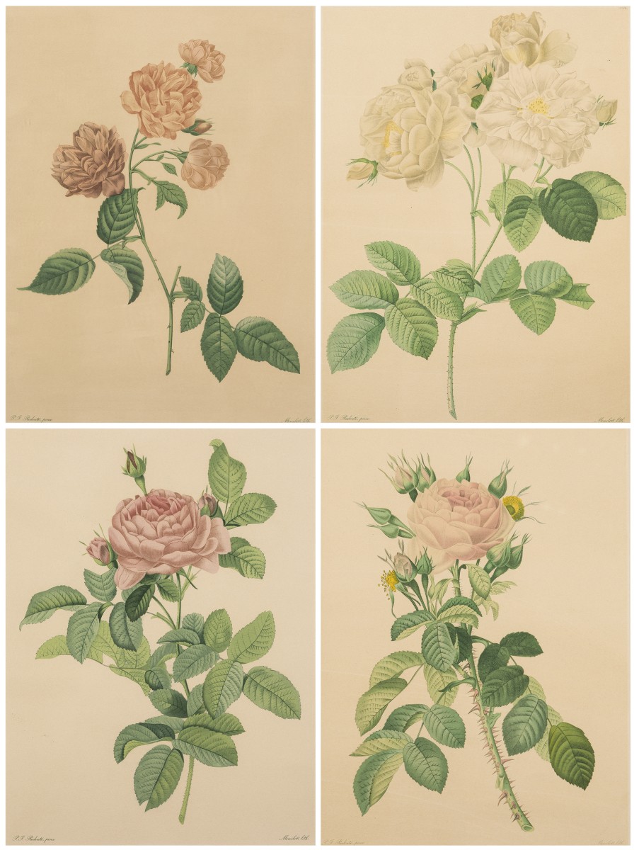 Franse School, een set van (4) lithografieën, voorstellende diverse rozen, 19e eeuw.