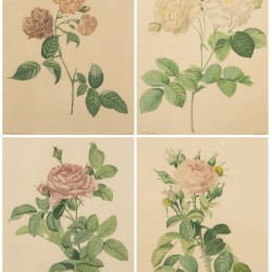 Franse School, een set van (4) lithografieën, voorstellende diverse rozen, 19e eeuw.