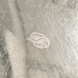 Vlalepel zilver.