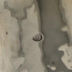 Bloemenvaas zilver.