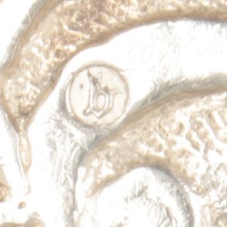 Gesp zilver.